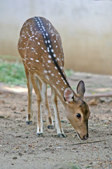 Spotted Deer