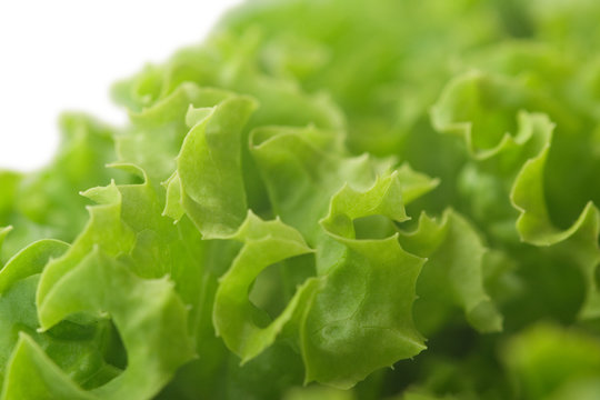 Leafy Lettuce