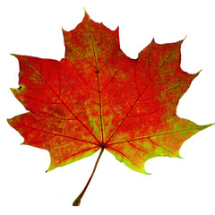 autumn leaf