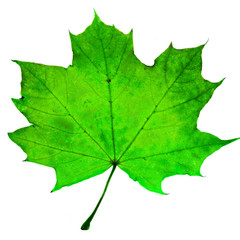 autumn leaf - 4558674