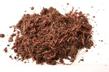 Earthworms in Ground Isolated