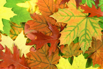 Naklejka na ściany i meble Autumn forest texture