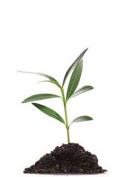 Growing green plant in soil