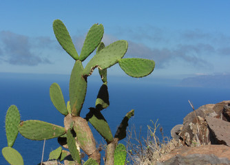 Gomera - Kaktus