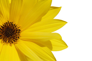 fleur jaune 