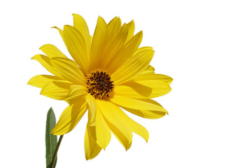 fleur jaune détourée