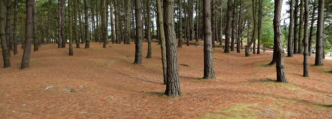 tapis d'épine