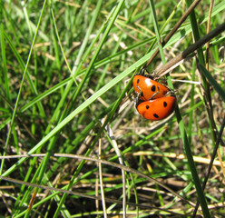 Ladybirds love