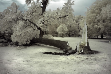 Broken Tree