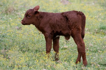 A young bull calf standing in a meadow