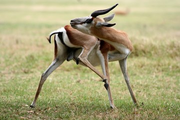 A male springbok grooming itself