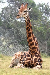 A giraffe with a long neck sitting on the grass