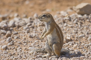 Alert Squirrel