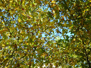 Herbst in M&uuml;nchen