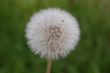 Pusteblume