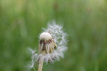 Pusteblume