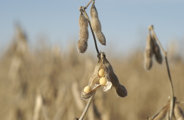 Fall Harvest: Soybeans