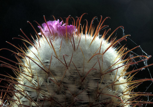 bl&uuml;hender Kaktus -  Mammillaria bombycina