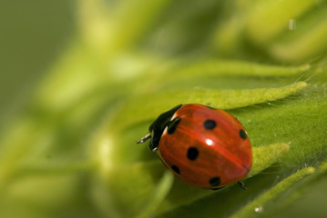 Lady bug
