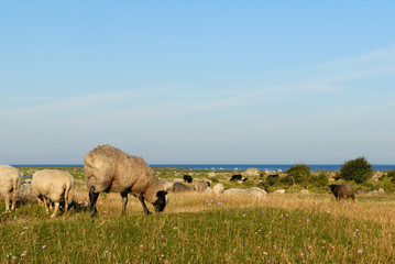 mouton paturage ile oland