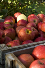 Red apple