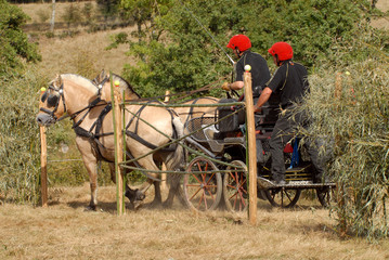 attelage de poneys fjord sur le marathon
