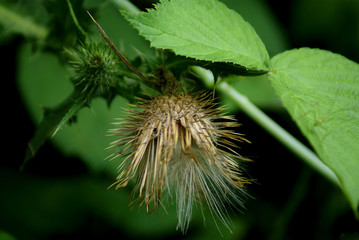 green seed pod