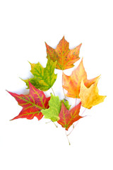 Fototapeta premium maple leaf shape