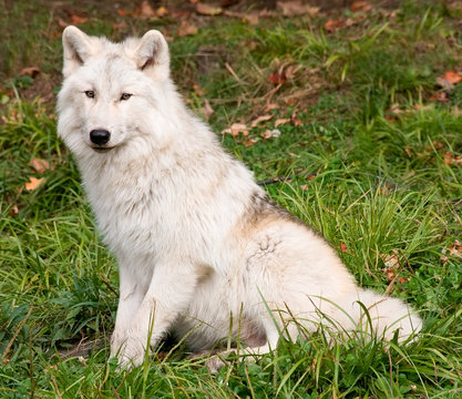 Arctic Wolf Looking at the Camera