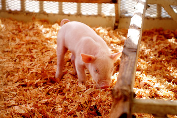 Piglet © Leticia Wilson