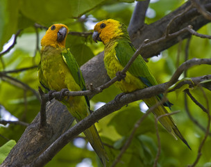 Fototapeta na wymiar Caribbean parrots
