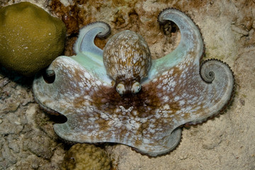 octopus