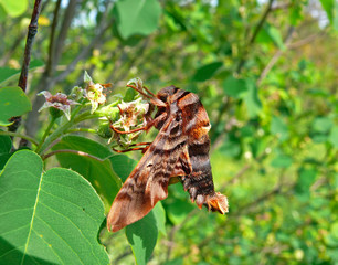 Butterfly Hawkmoth 2