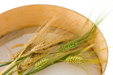 Harvest time - 2