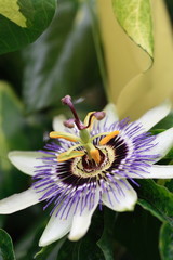 passion flower