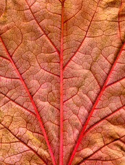Close up of a fall leaf with red veins.