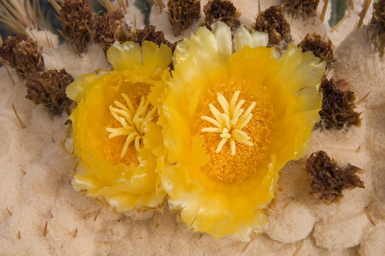 Giant Barrel Cactus flowers