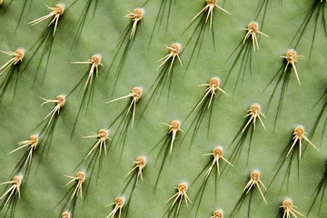 Foto op Plexiglas Prikkelige Peer Cactus © Lagui