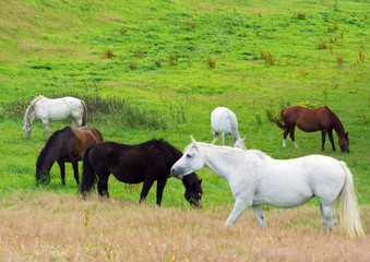 sechs Pferde auf der Weide