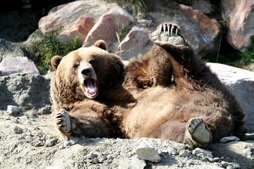 gros nounours