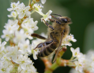 Biene an Blüte von Japan-Knöterich © Robert Biedermann