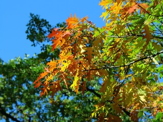 Time of autumnal coloration foliage