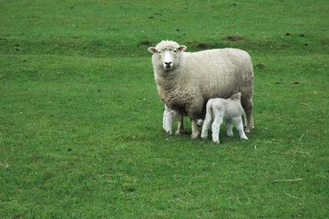 Sheep and newborn lambs on green grass