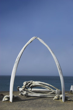 Whale Bones