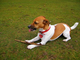 Jack Russell & a Stick  4 -Southeast UK 
