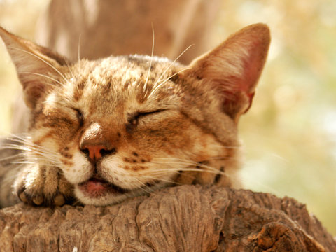 gatto d'agrigento