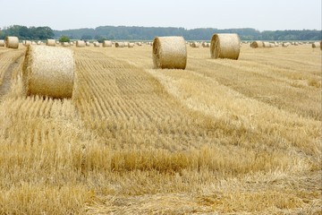 Agriculture