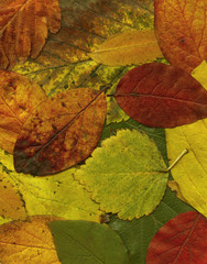 Autumn leaves XXL file