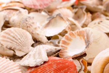 Seashells