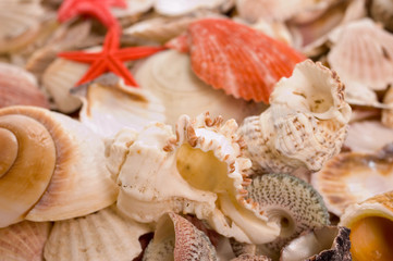 Seashells